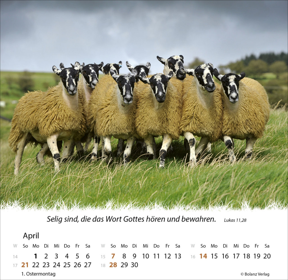 Kalender Ein Leben für die Schafe - Tischkalender