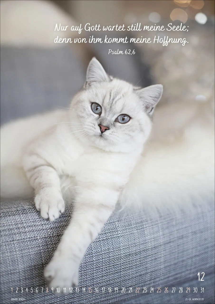 Kalender Mein Katzenkalender - Posterkalender