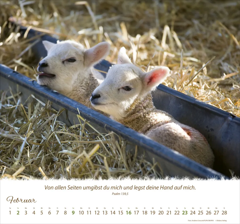 Kalender Ein Leben für die Schafe - Wandkalender Kalender Ein Leben für die Schafe - Wandkalender
