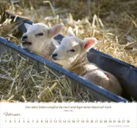 Kalender Ein Leben für die Schafe - Wandkalender Kalender Ein Leben für die Schafe - Wandkalender