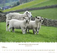 Kalender Ein Leben für die Schafe - Wandkalender Kalender Ein Leben für die Schafe - Wandkalender