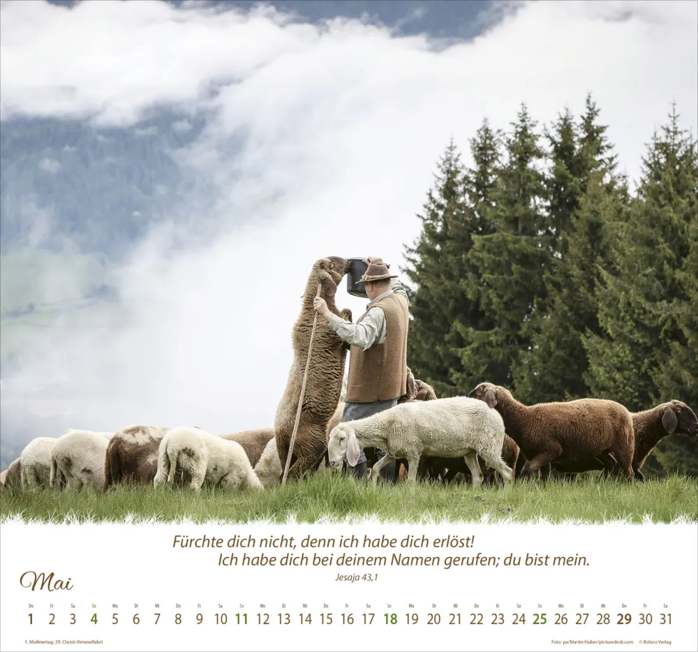 Kalender Ein Leben für die Schafe - Wandkalender Kalender Ein Leben für die Schafe - Wandkalender