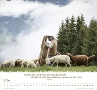 Kalender Ein Leben für die Schafe - Wandkalender Kalender Ein Leben für die Schafe - Wandkalender
