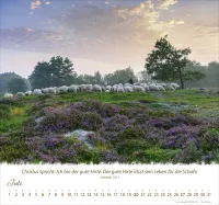 Kalender Ein Leben für die Schafe - Wandkalender Kalender Ein Leben für die Schafe - Wandkalender