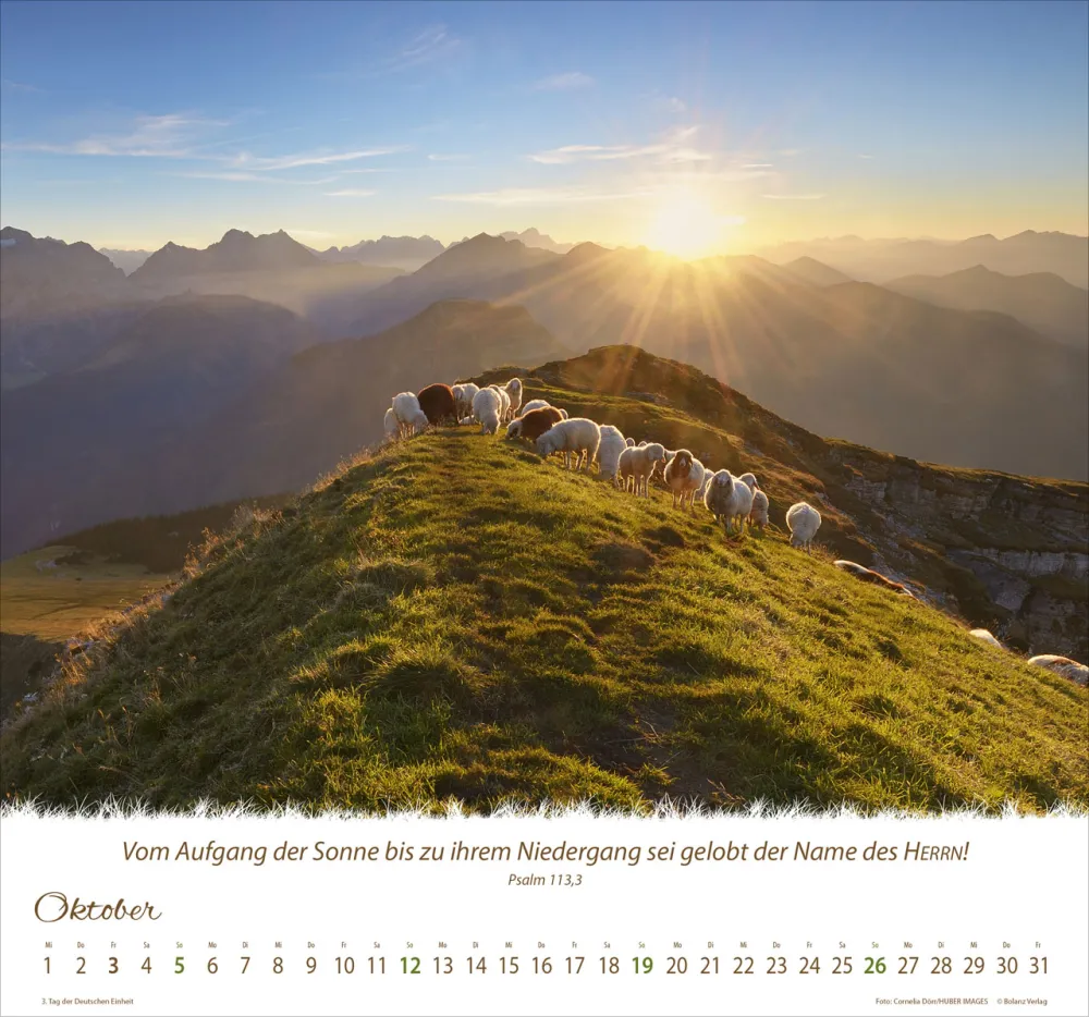 Kalender Ein Leben für die Schafe - Wandkalender Kalender Ein Leben für die Schafe - Wandkalender