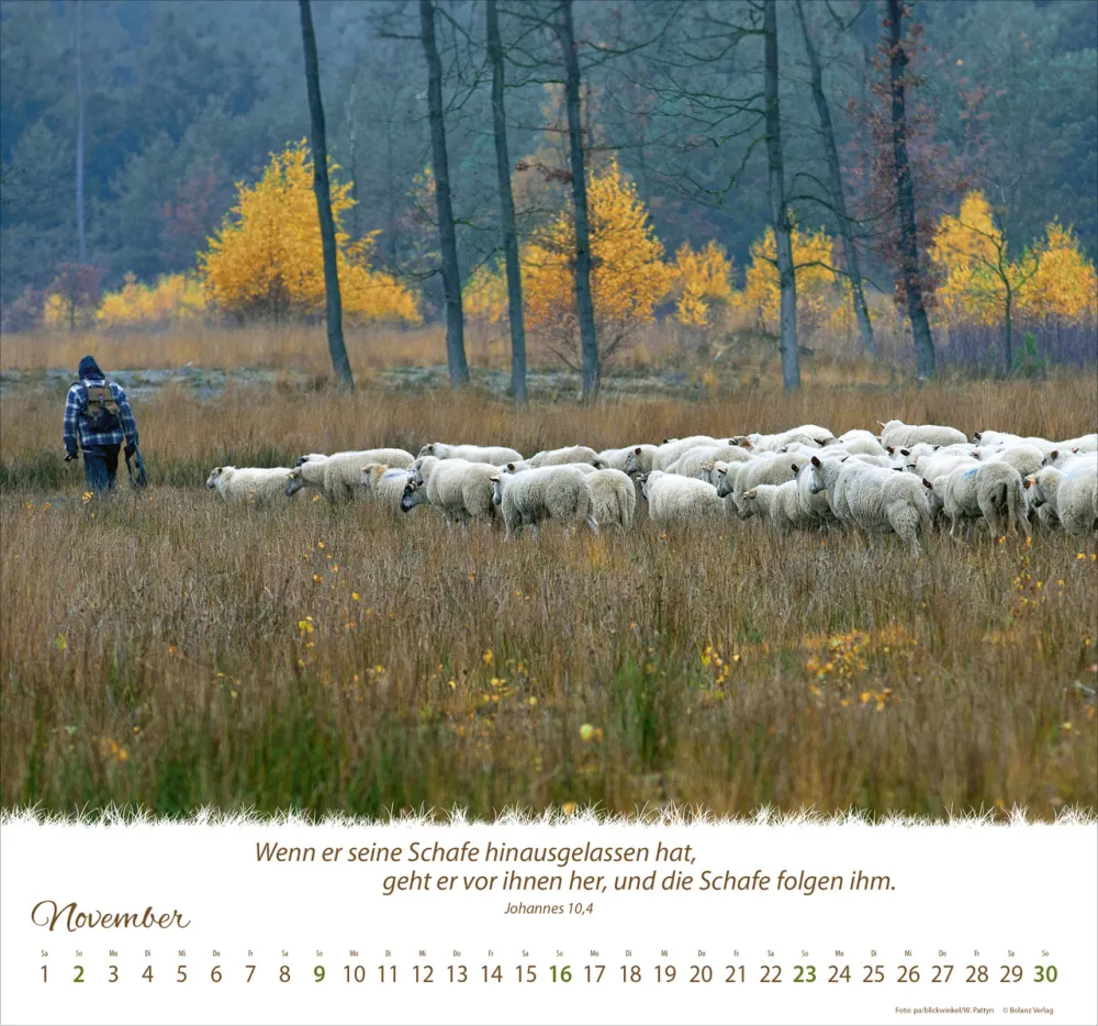 Kalender Ein Leben für die Schafe - Wandkalender Kalender Ein Leben für die Schafe - Wandkalender