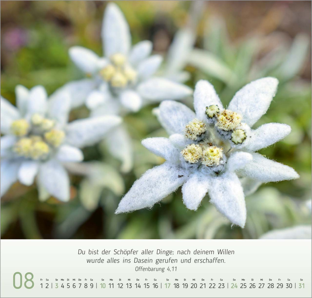 Blumen Impressionen - Wandkalender