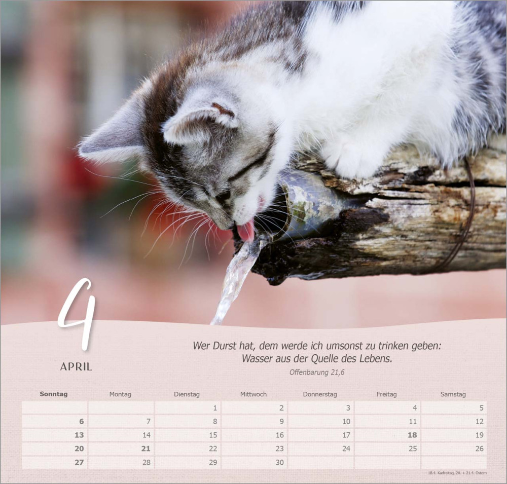 Katzen - Wandkalender