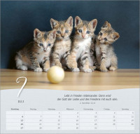 Katzen - Wandkalender