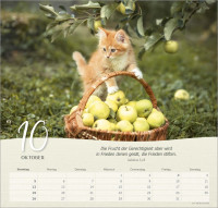 Katzen - Wandkalender