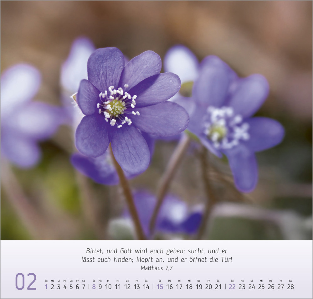 Gesichter der Natur - Wandkalender