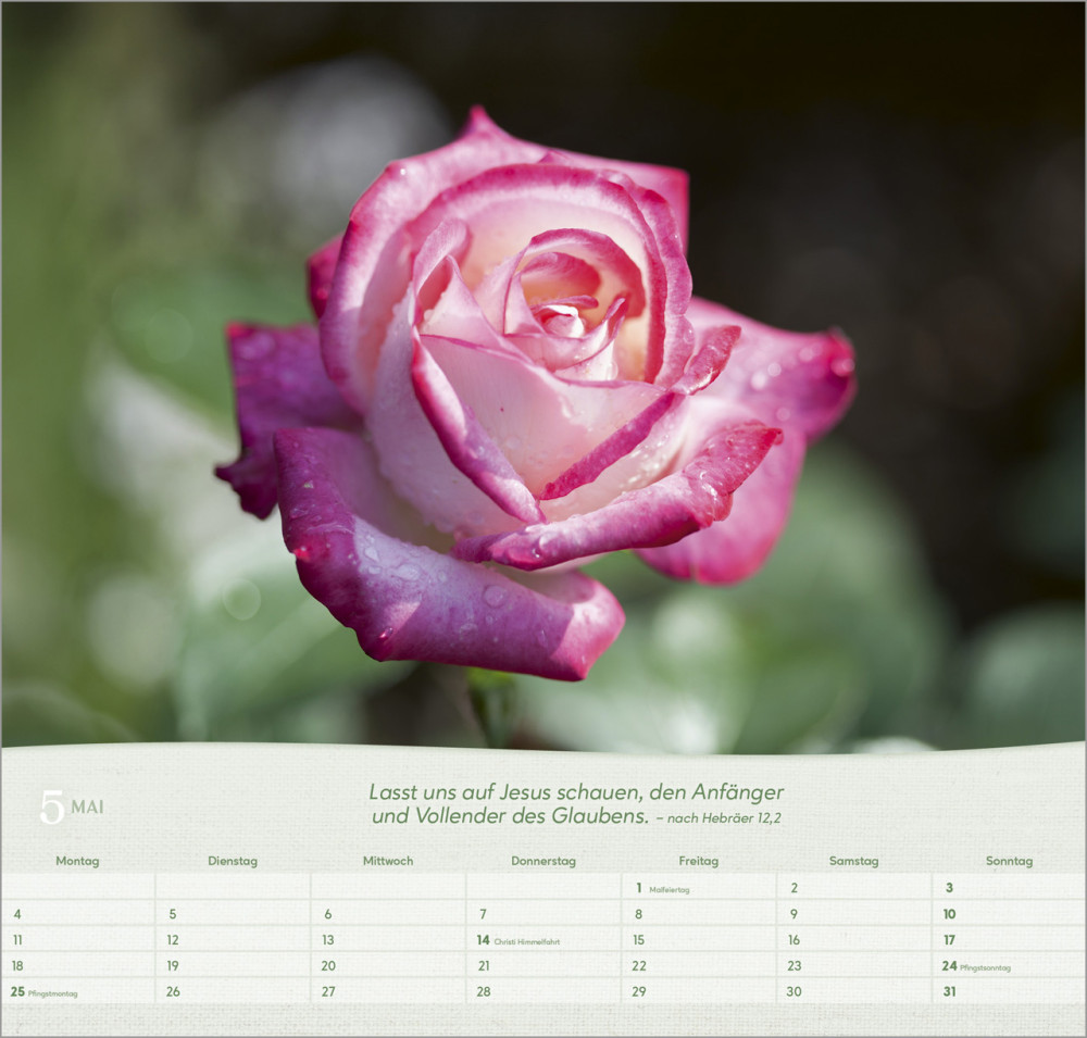 Rosen - Wandkalender