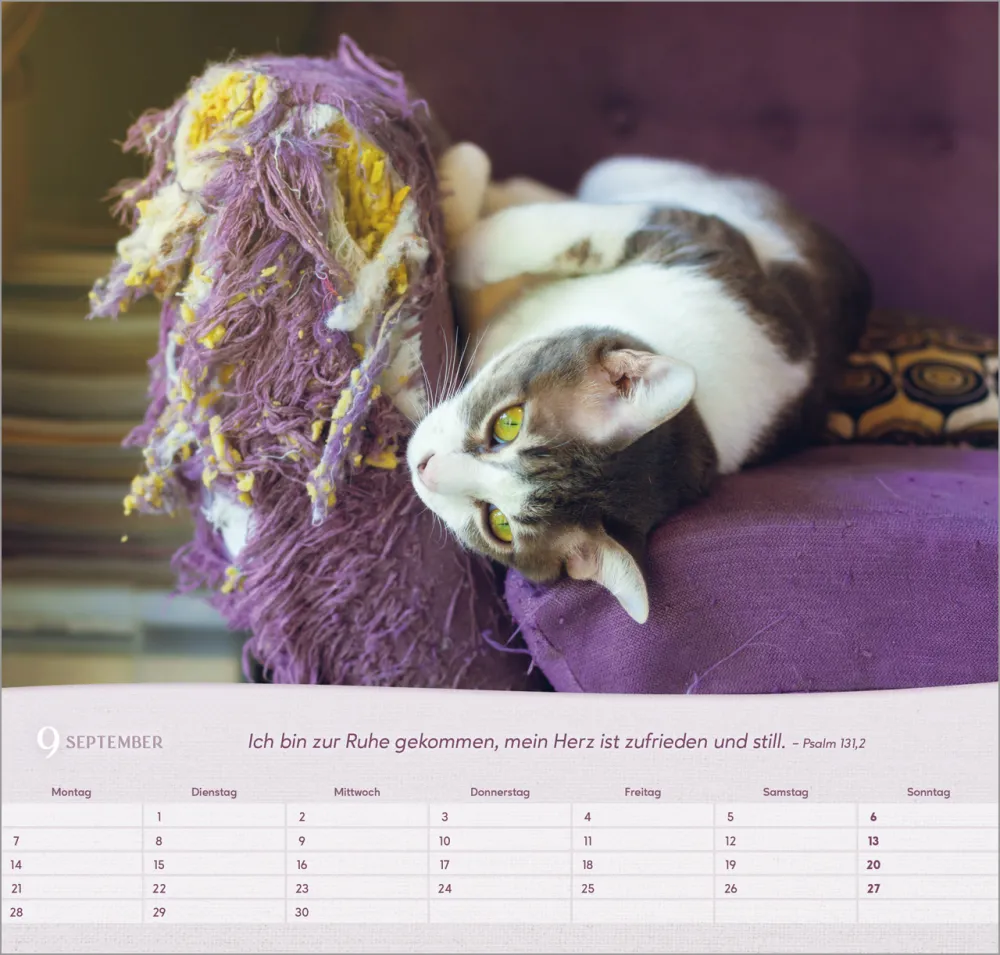 Katzen - Wandkalender
