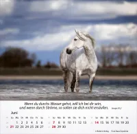 Kalender Pferde - Tischkalender