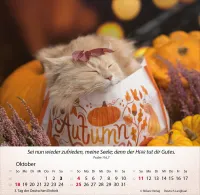 Kalender Katzen - Tischkalender