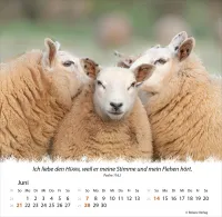 Kalender Ein Leben für die Schafe - Tischkalender
