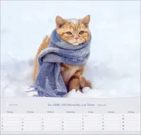 Katzen - Wandkalender