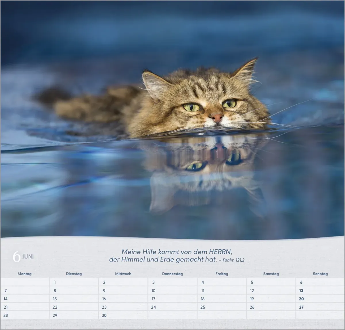 Katzen - Wandkalender