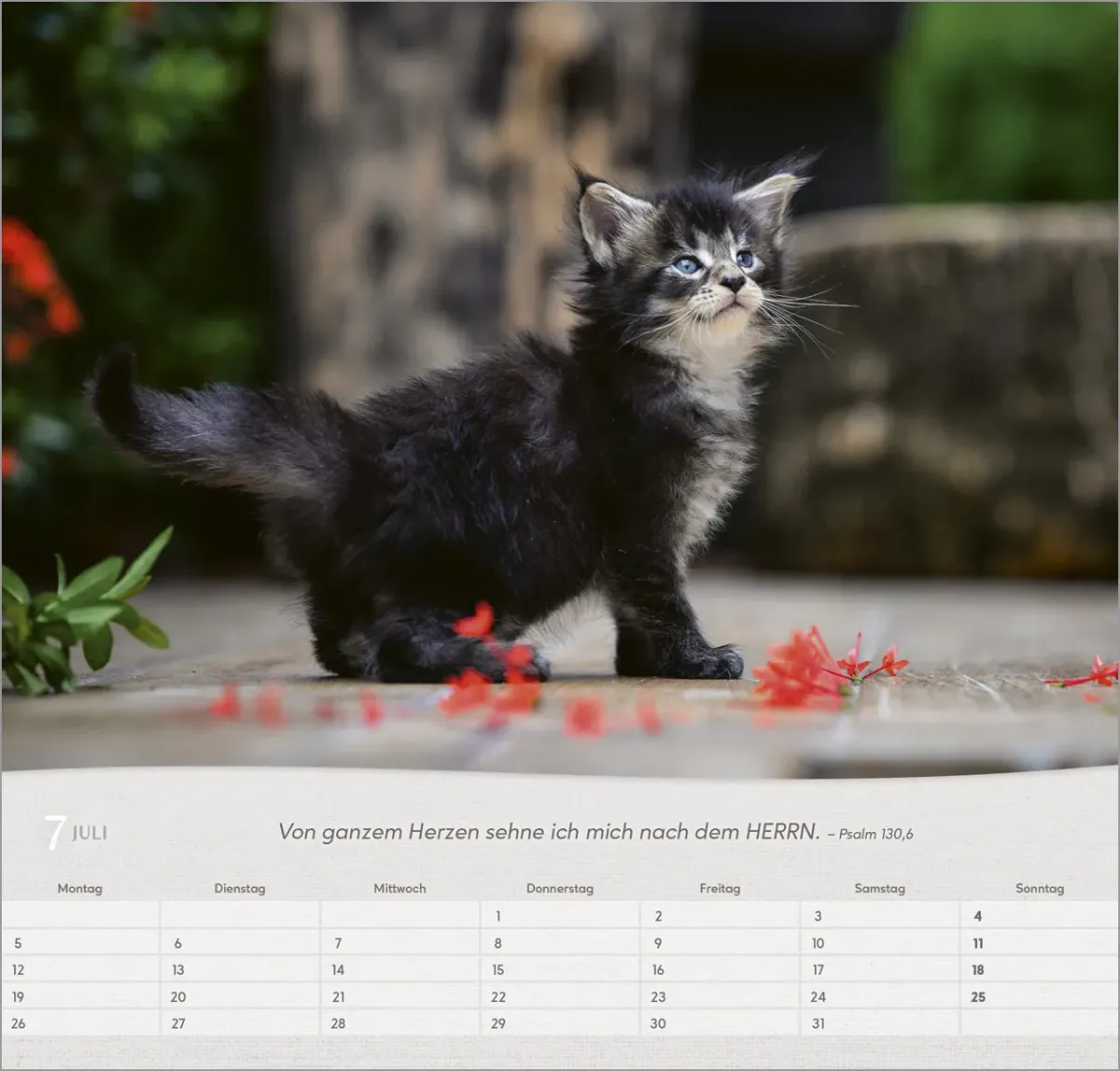 Katzen - Wandkalender