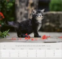 Katzen - Wandkalender