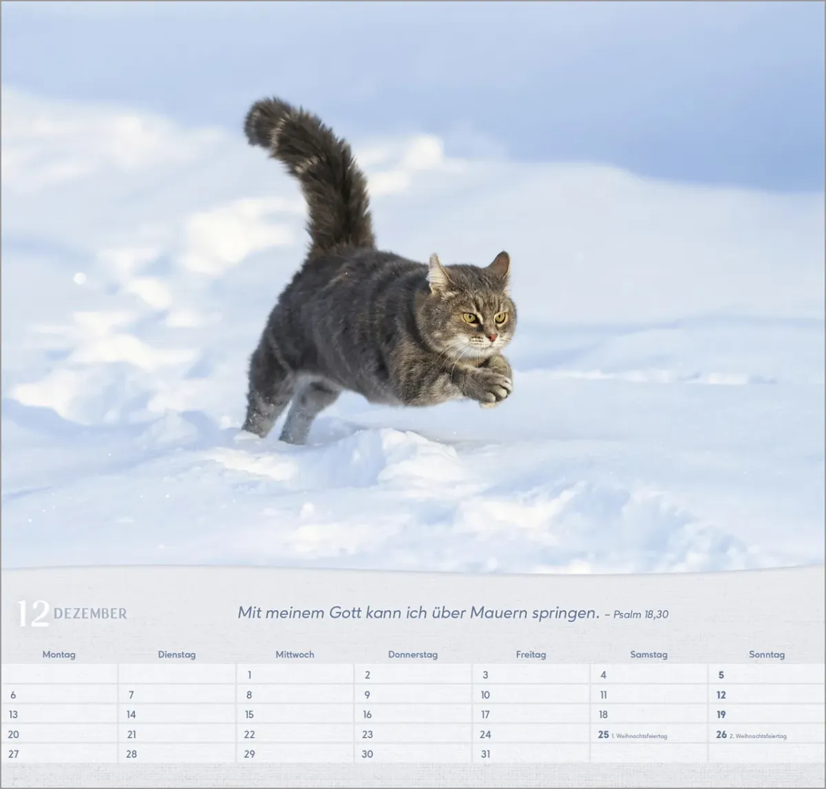Katzen - Wandkalender