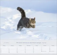 Katzen - Wandkalender